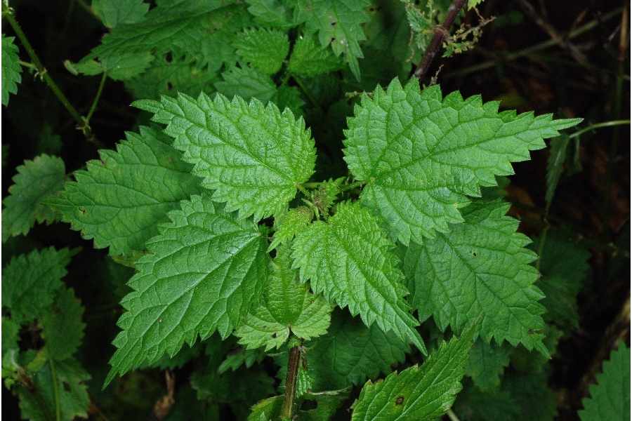 Nettle - Herbal Remedies for Arthritis Pain and Swelling