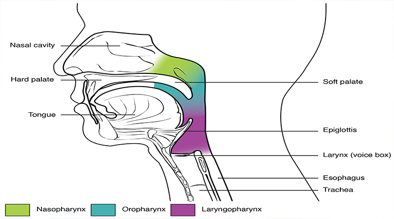 Pharynx Larynx Esophagus Anatomy